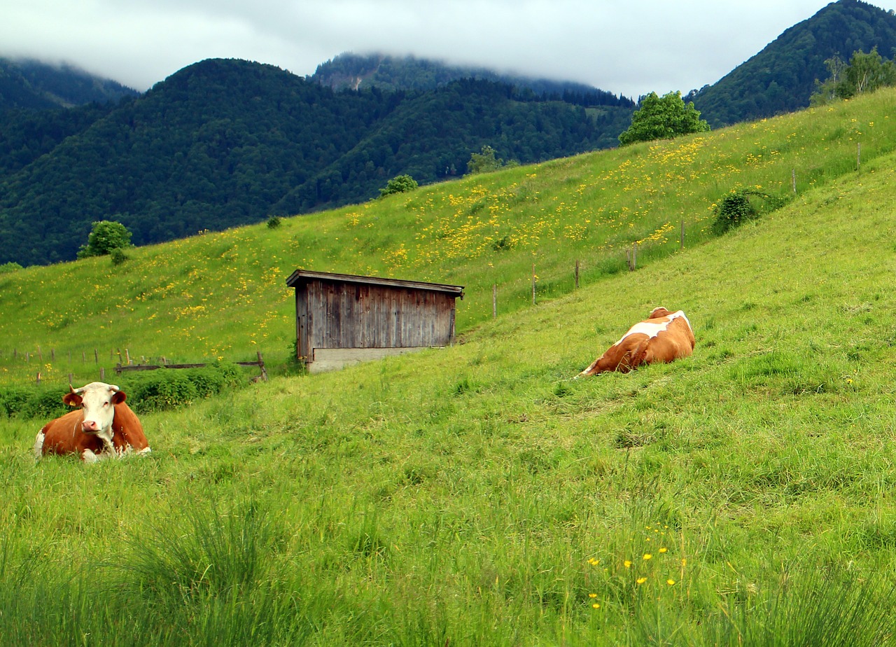 cows pasture landscape free photo
