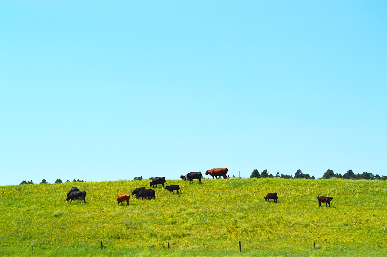 cows  grass  rural free photo