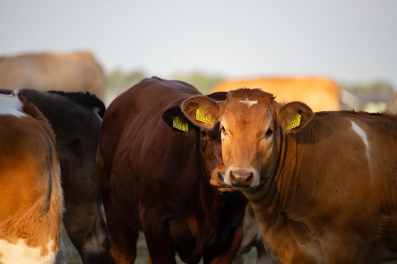 cows  cattle  meadow free photo