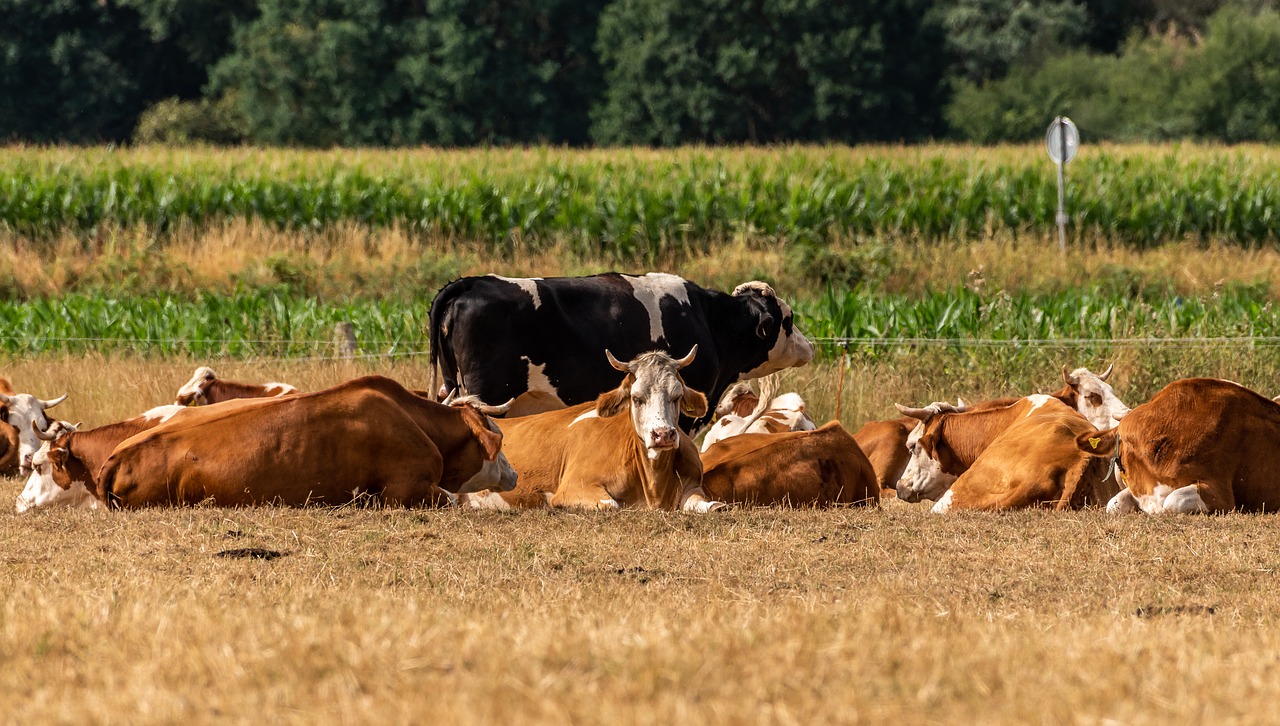 cows  pasture  ruminant free photo