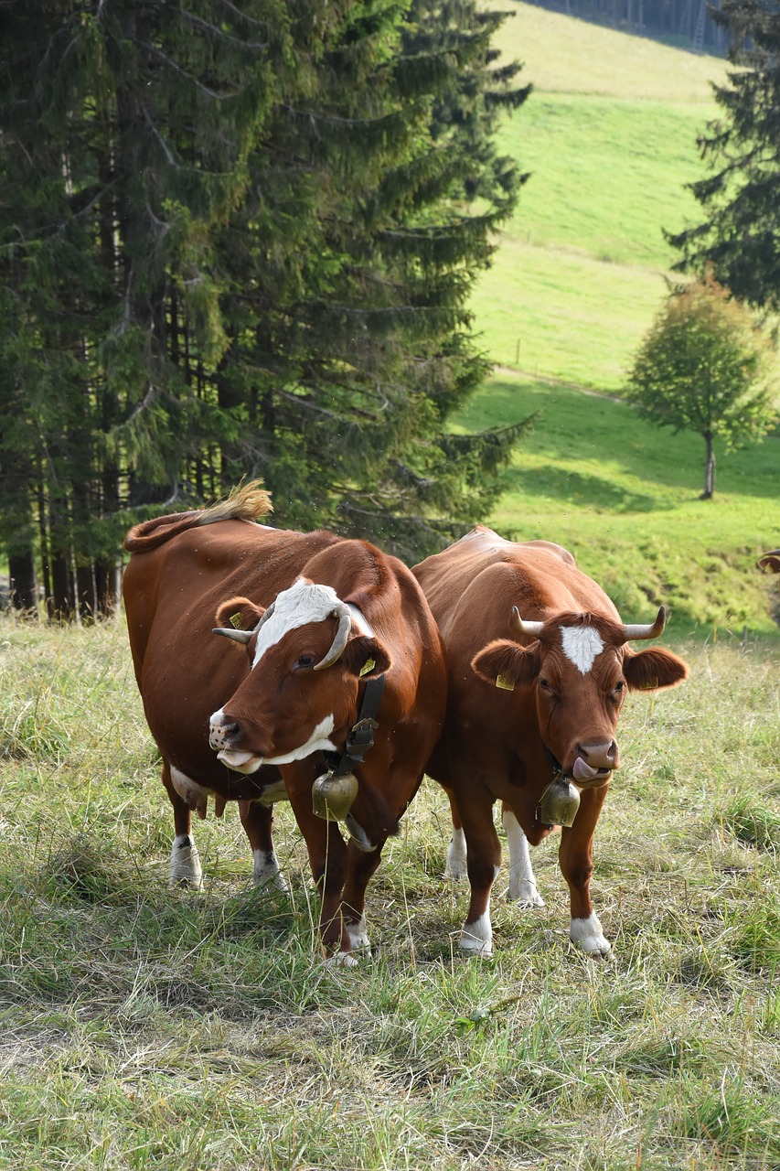 cows  black forest  pasture free photo