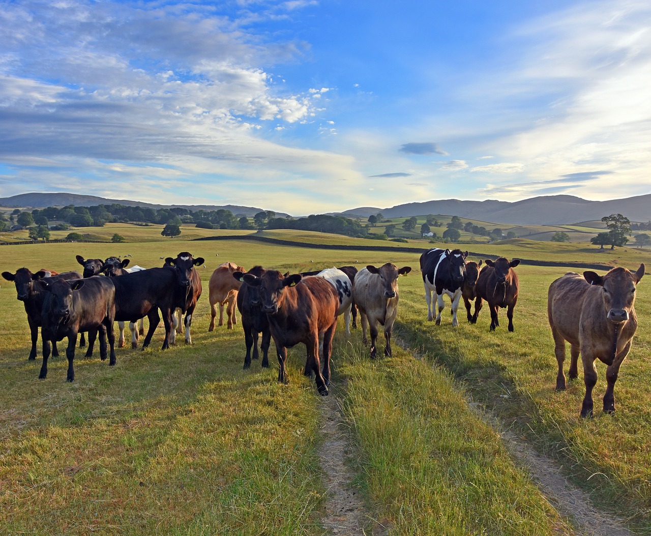 cows  meadow  landscape free photo