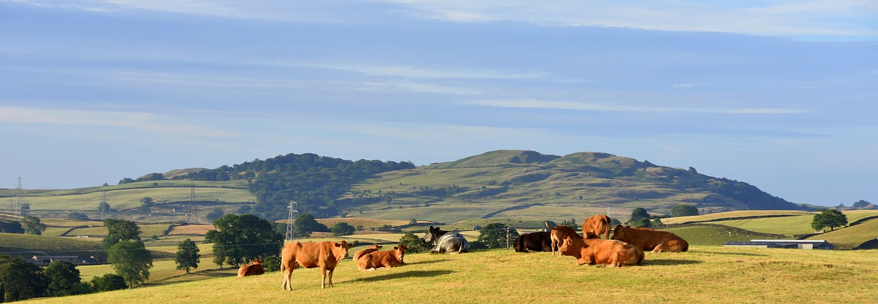 cows  panorama  meadow free photo