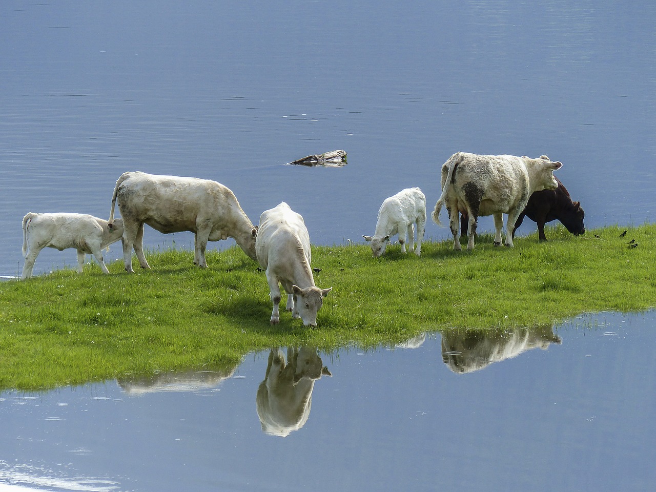 cows calf feeding free photo