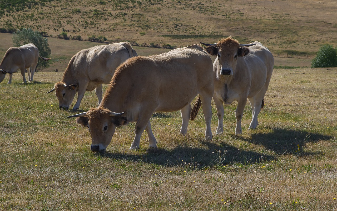 cows  lozère  pasture free photo