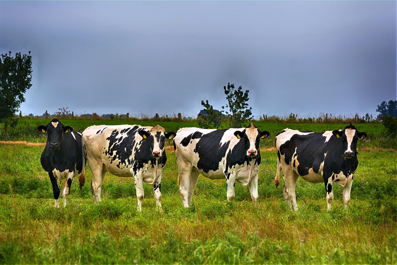 cows  pasture  cattle free photo