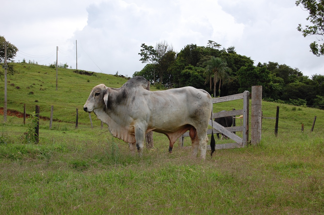 cows  bois  nature free photo