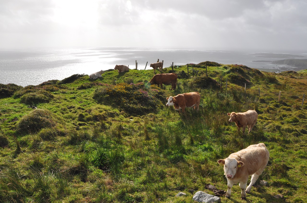 cows  ireland  pasture free photo