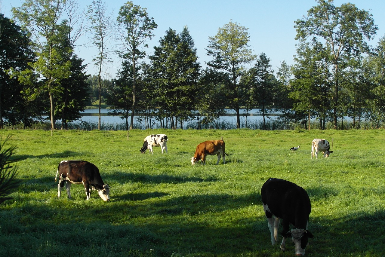 cows  pasture land  animals free photo