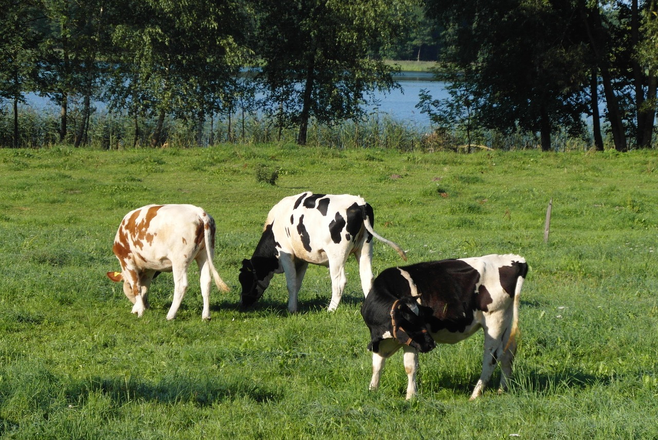 cows  cattle  animals free photo