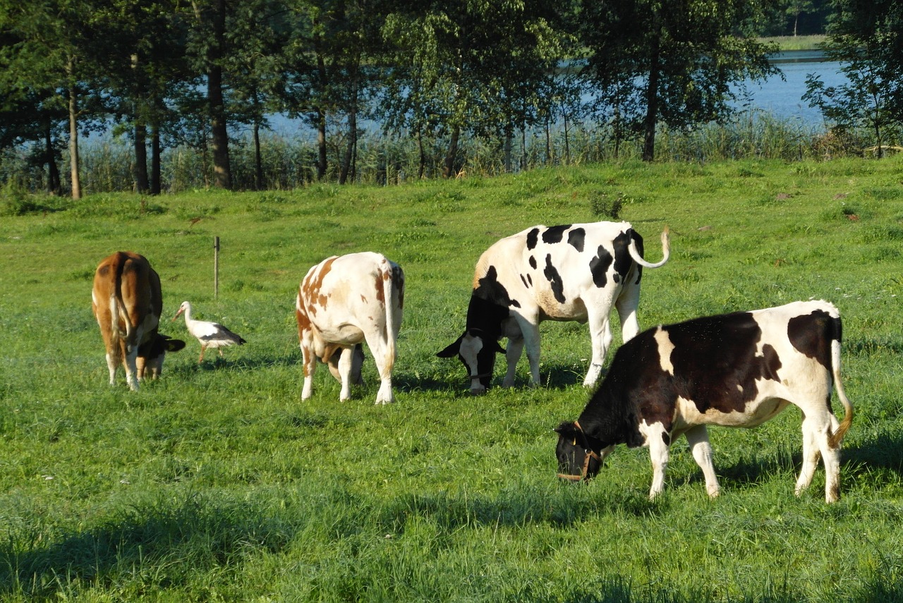 cows  cattle  animals free photo