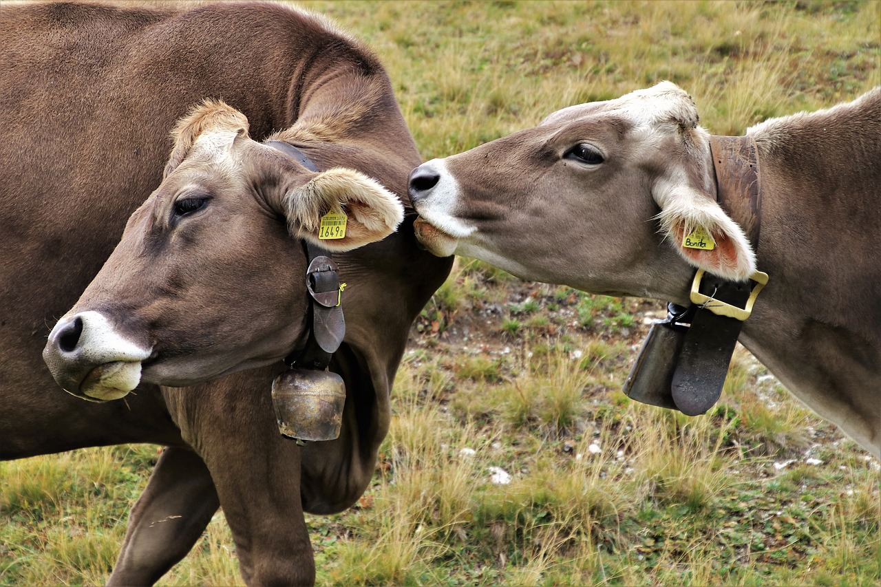 cows  alpine  para free photo