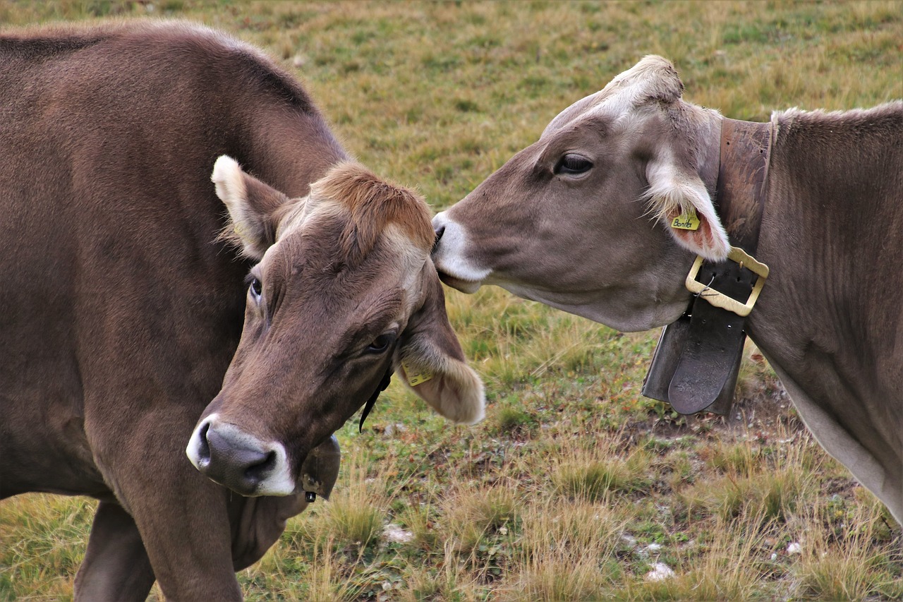 cows  charming  alpine free photo