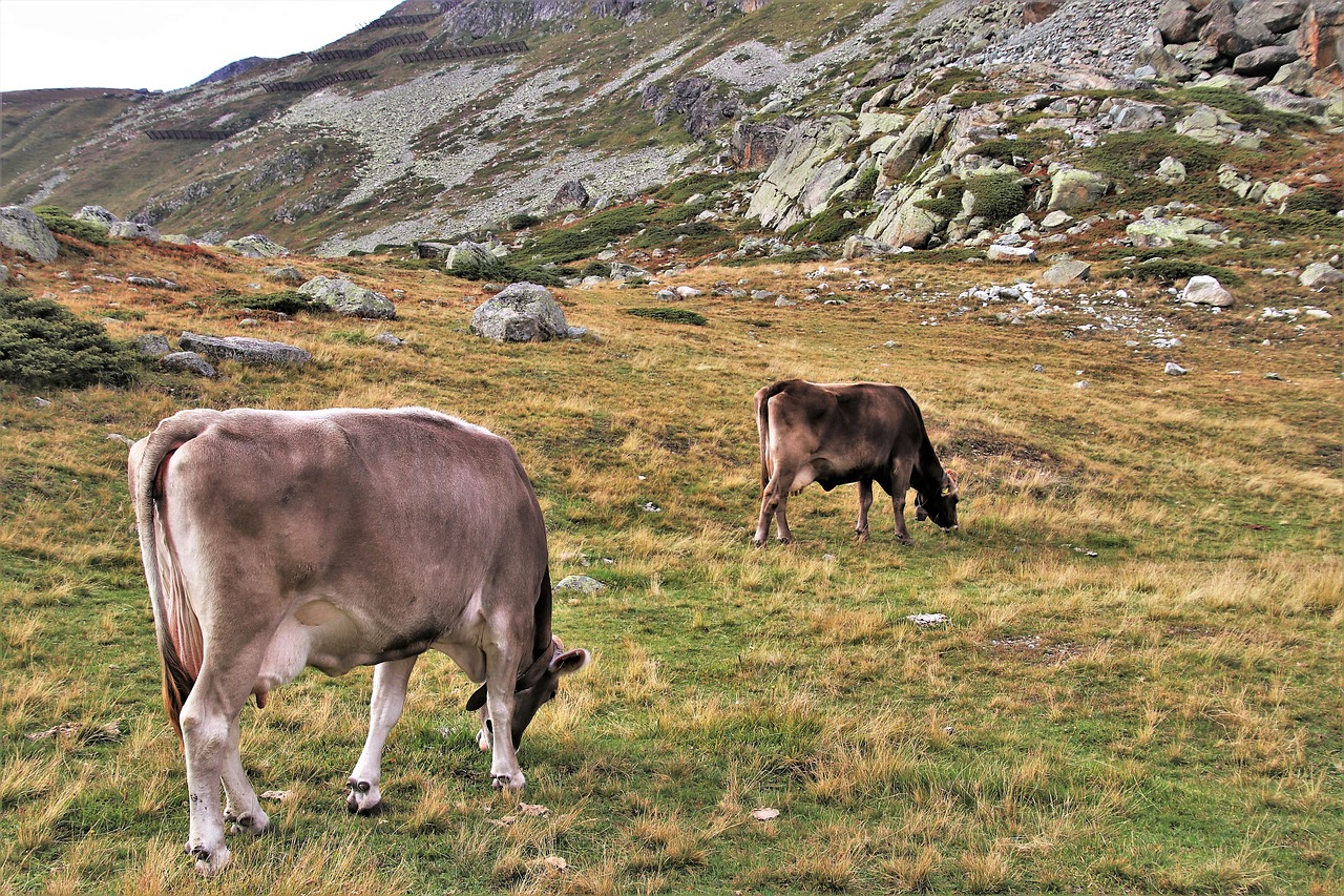 cows  two  alpine free photo