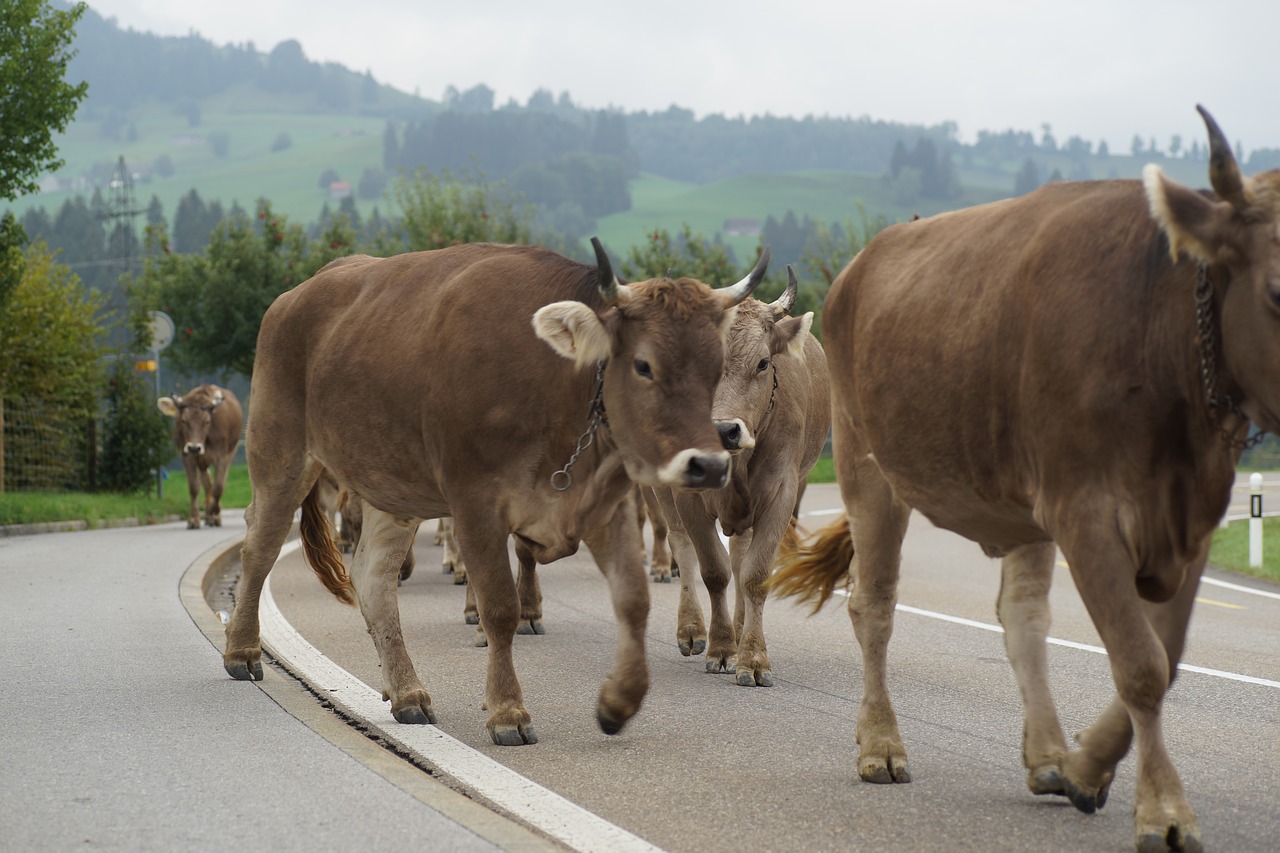 cows  désalpe  switzerland free photo