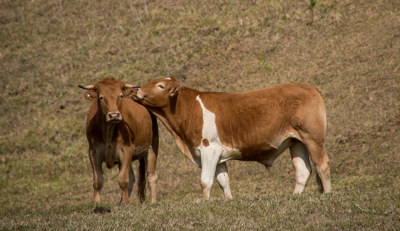 cows  bulls  cattle free photo