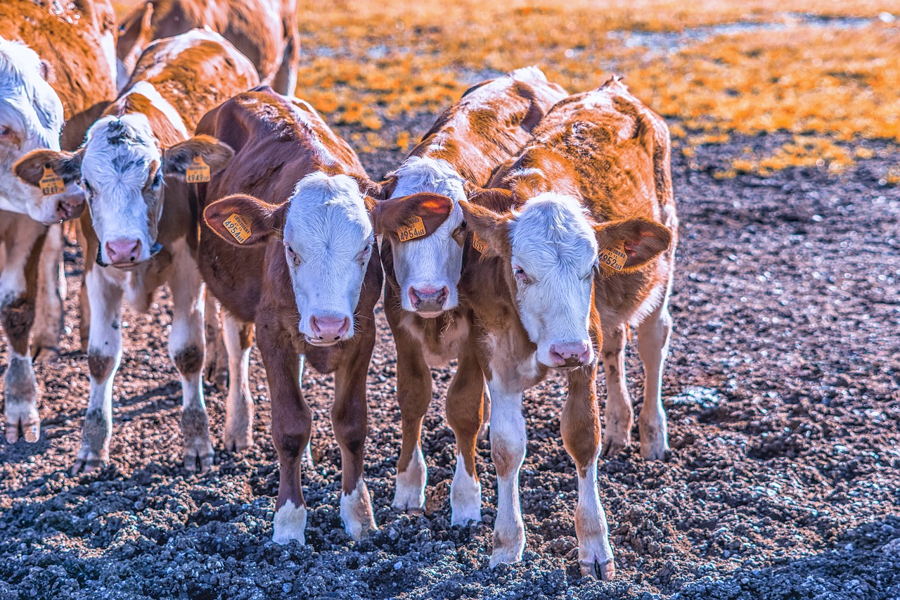cows  calves  cattle free photo