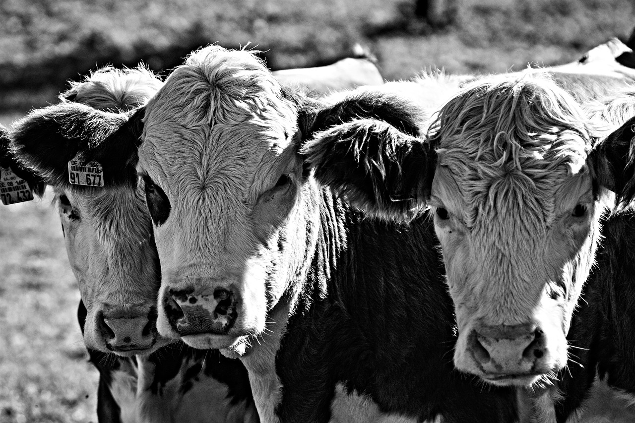 cows  calves  pasture free photo