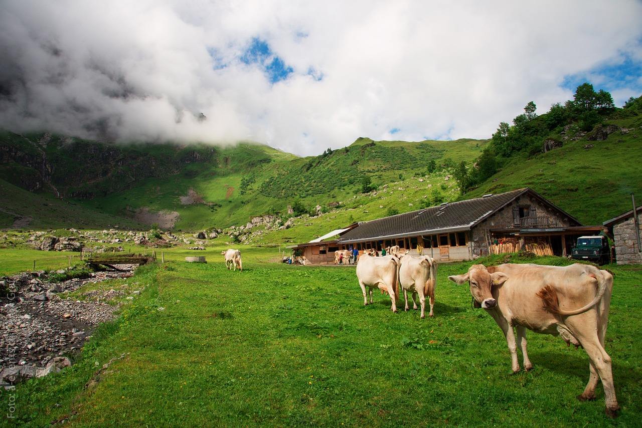 cows switzerland canton of glarus free photo