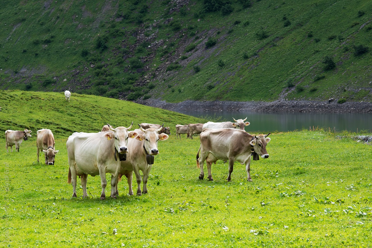 cows alpine pasture switzerland free photo