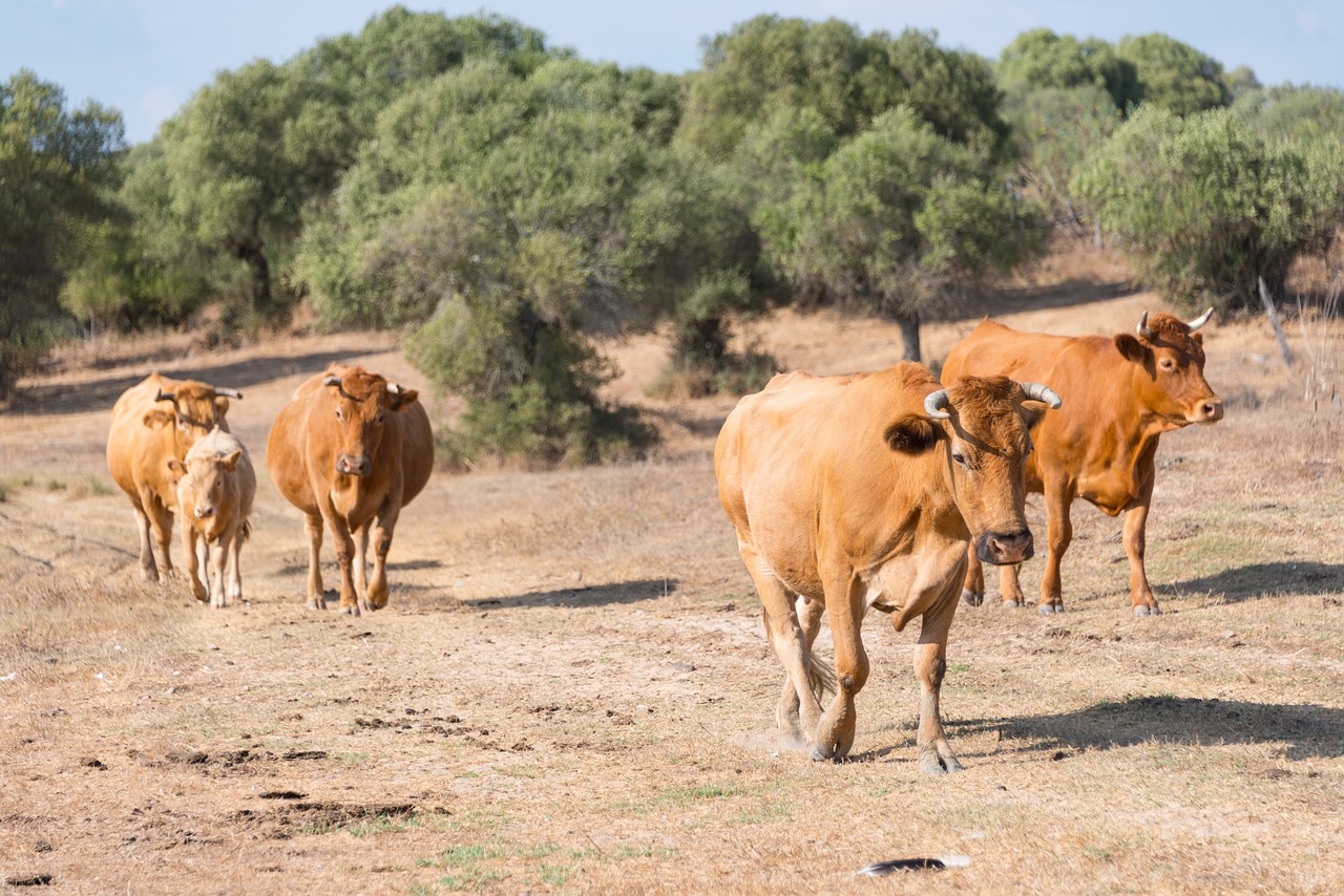 cows  herd  spain free photo