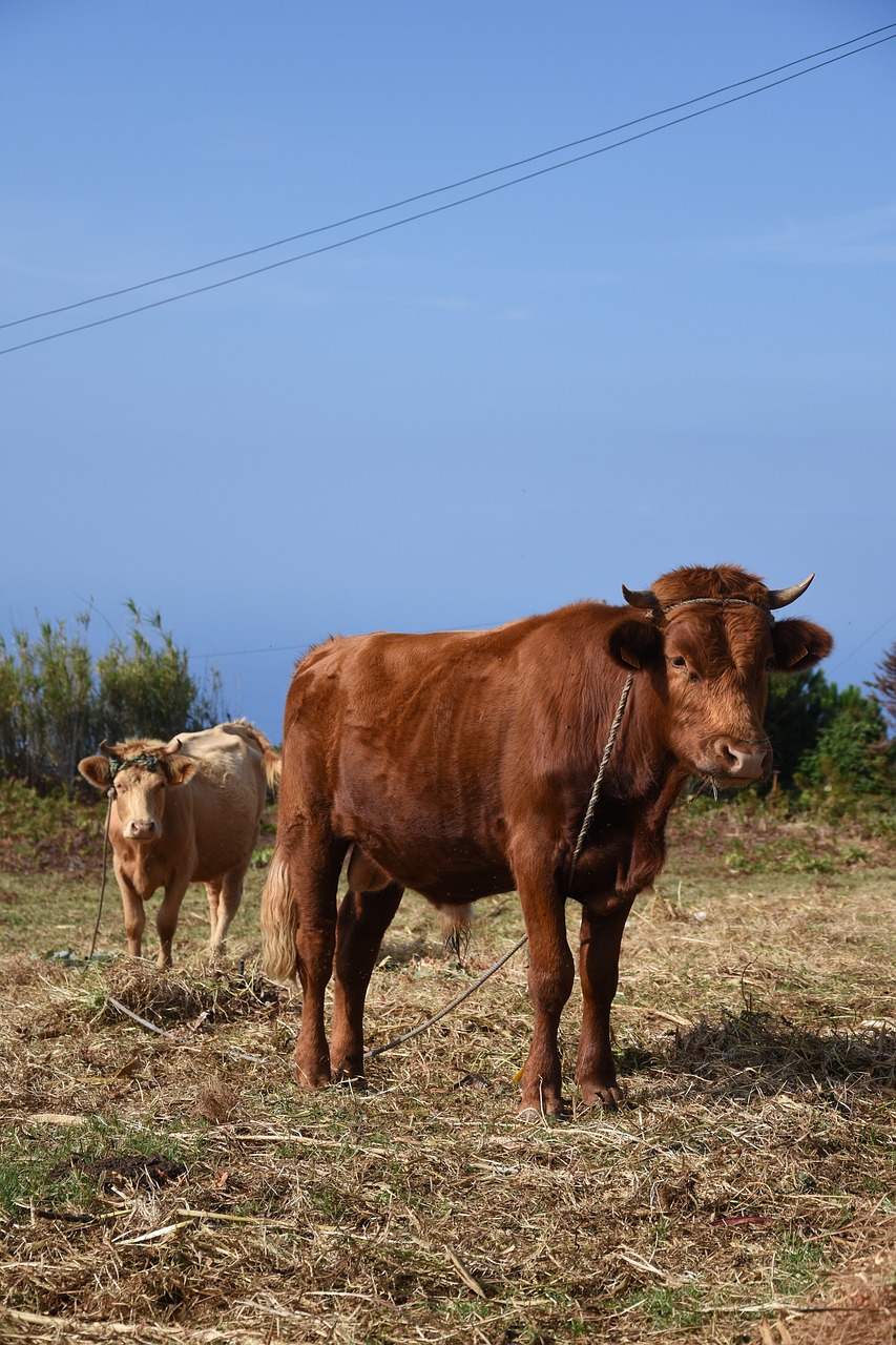 cows  animals  landscape free photo