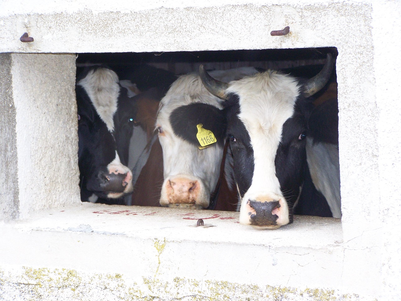 cows  alm  window free photo