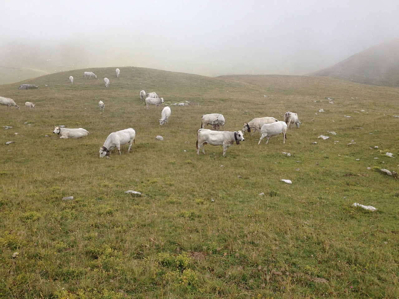 cows  piedmont  pasture free photo