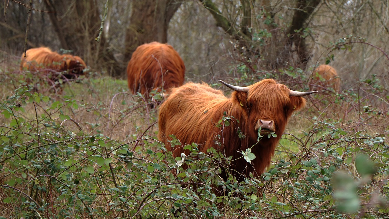 cows  natural  cattle free photo