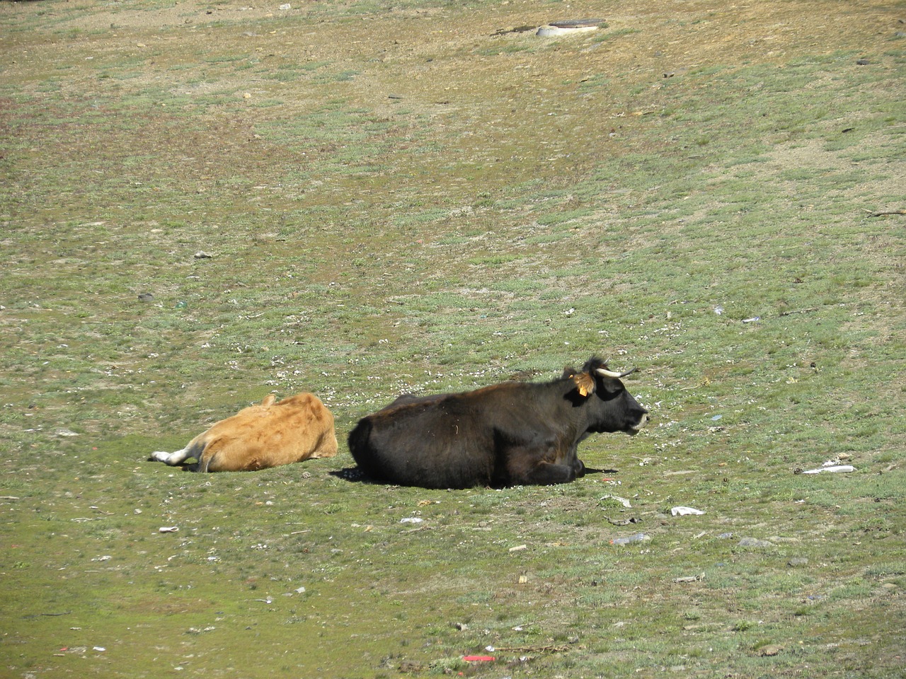 cows field toro free photo