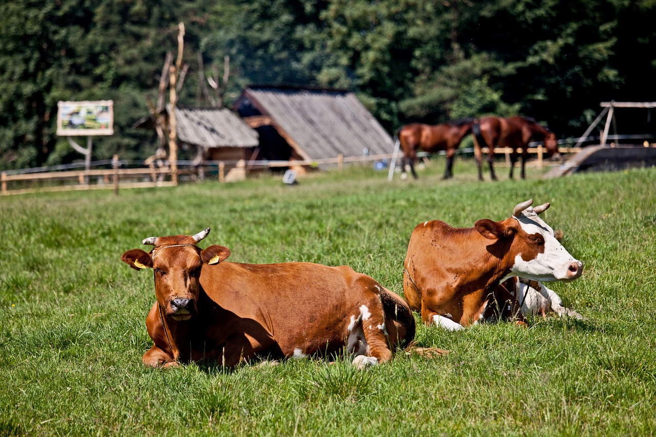 cows rest rumination free photo