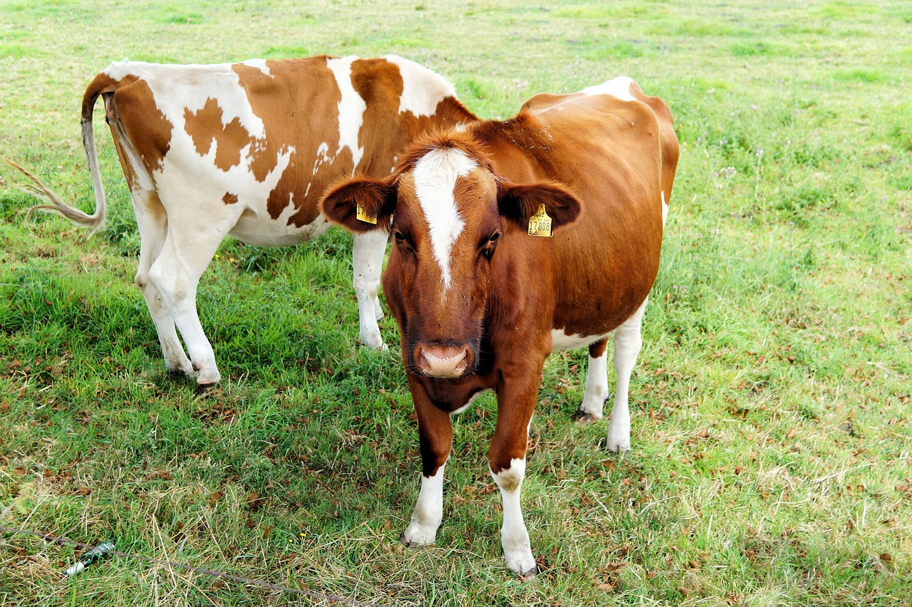 cows young animals agriculture free photo