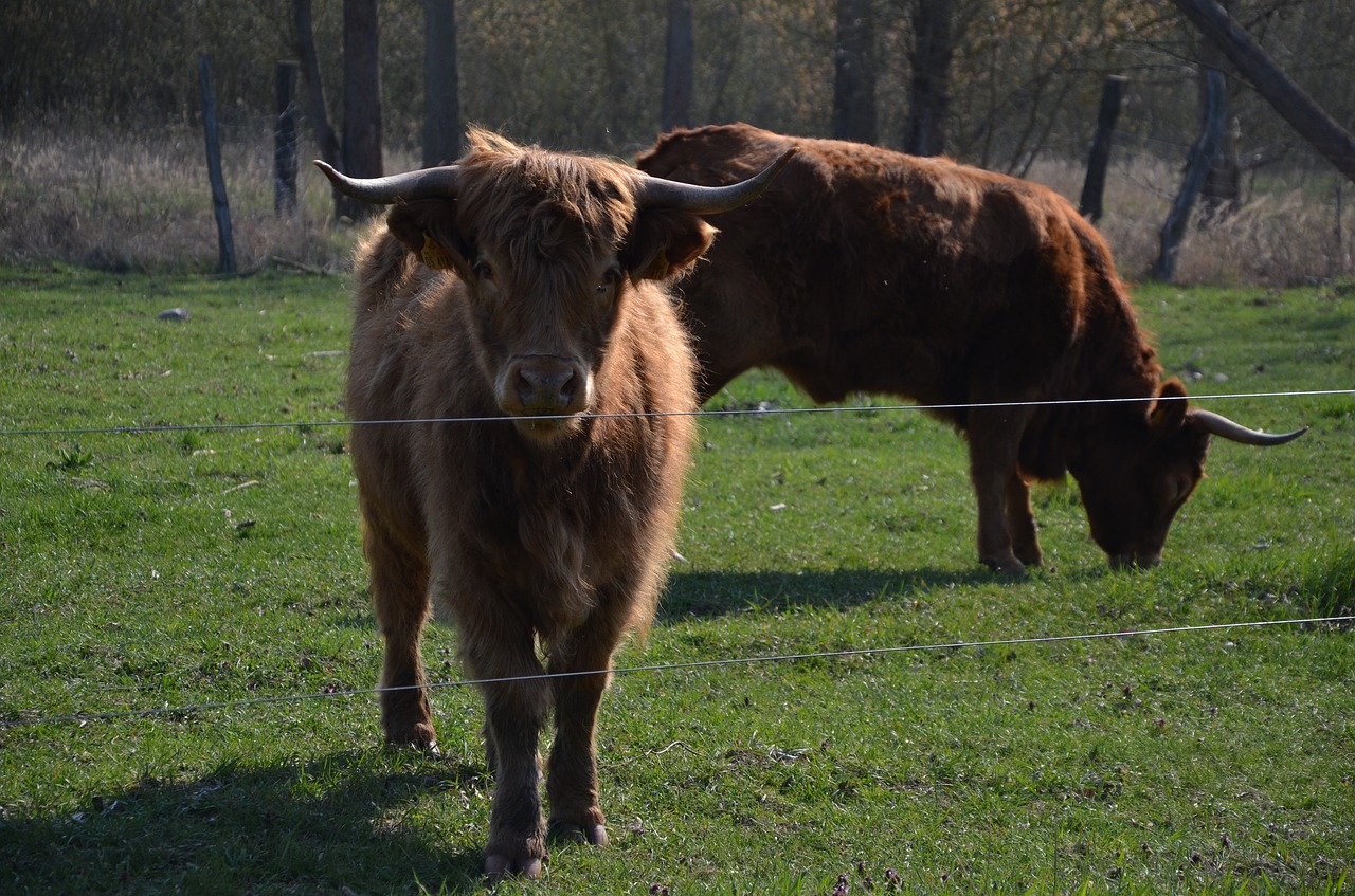 cows  nature  spring free photo