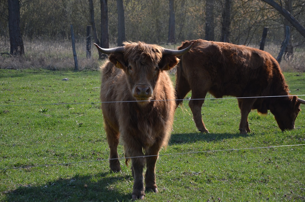 cows  nature  spring free photo