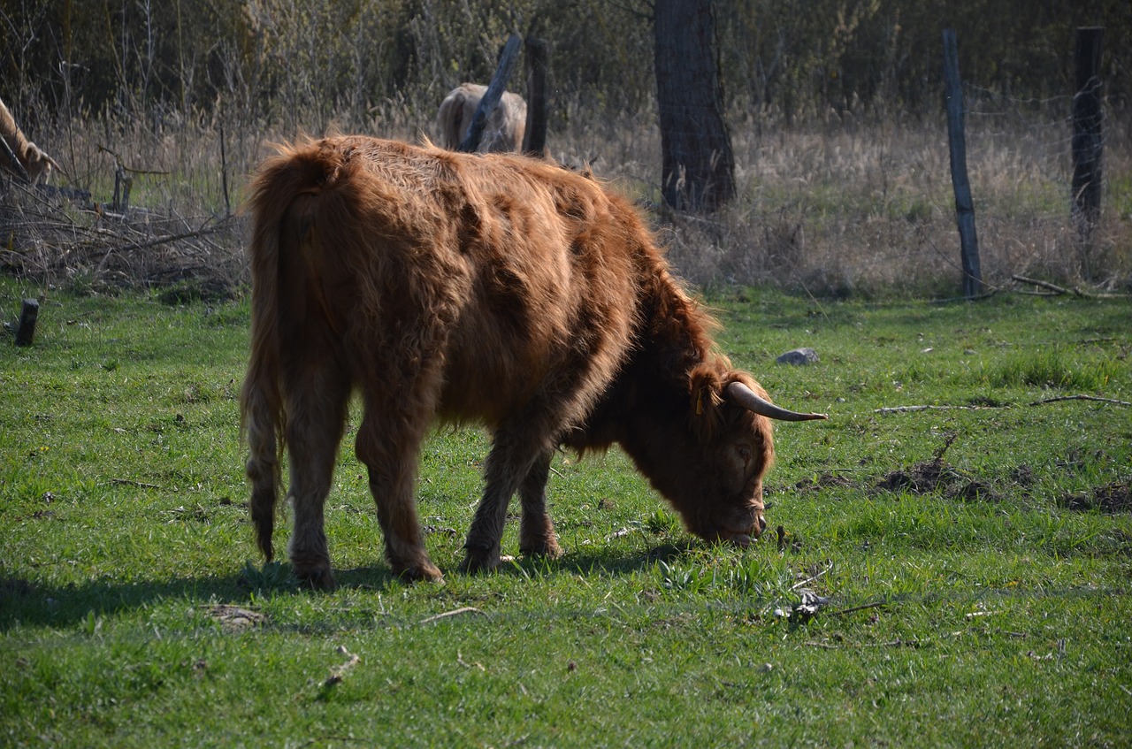 cows  nature  spring free photo