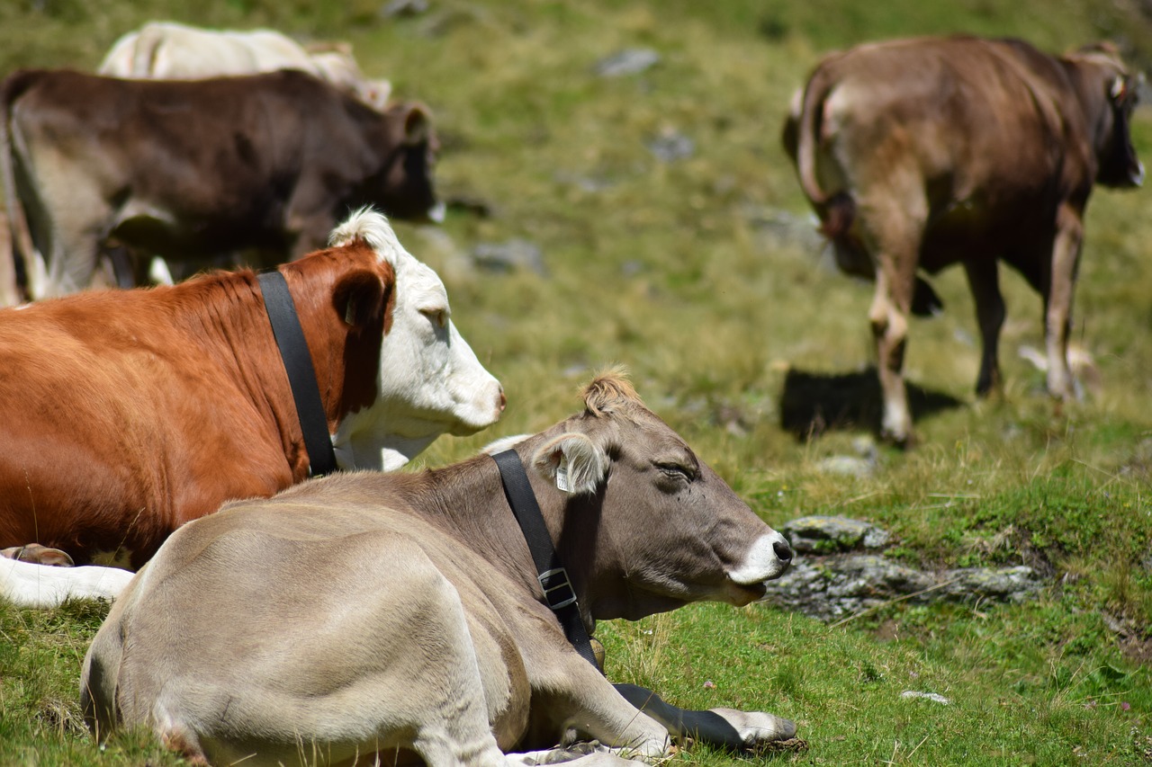 cows  alpine  pasture free photo