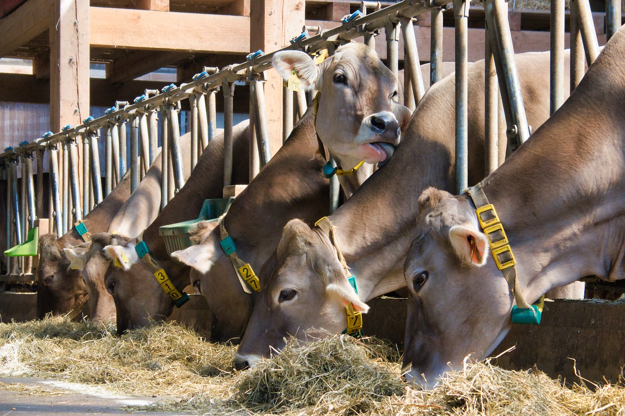 cows  kuhzunge  lick free photo
