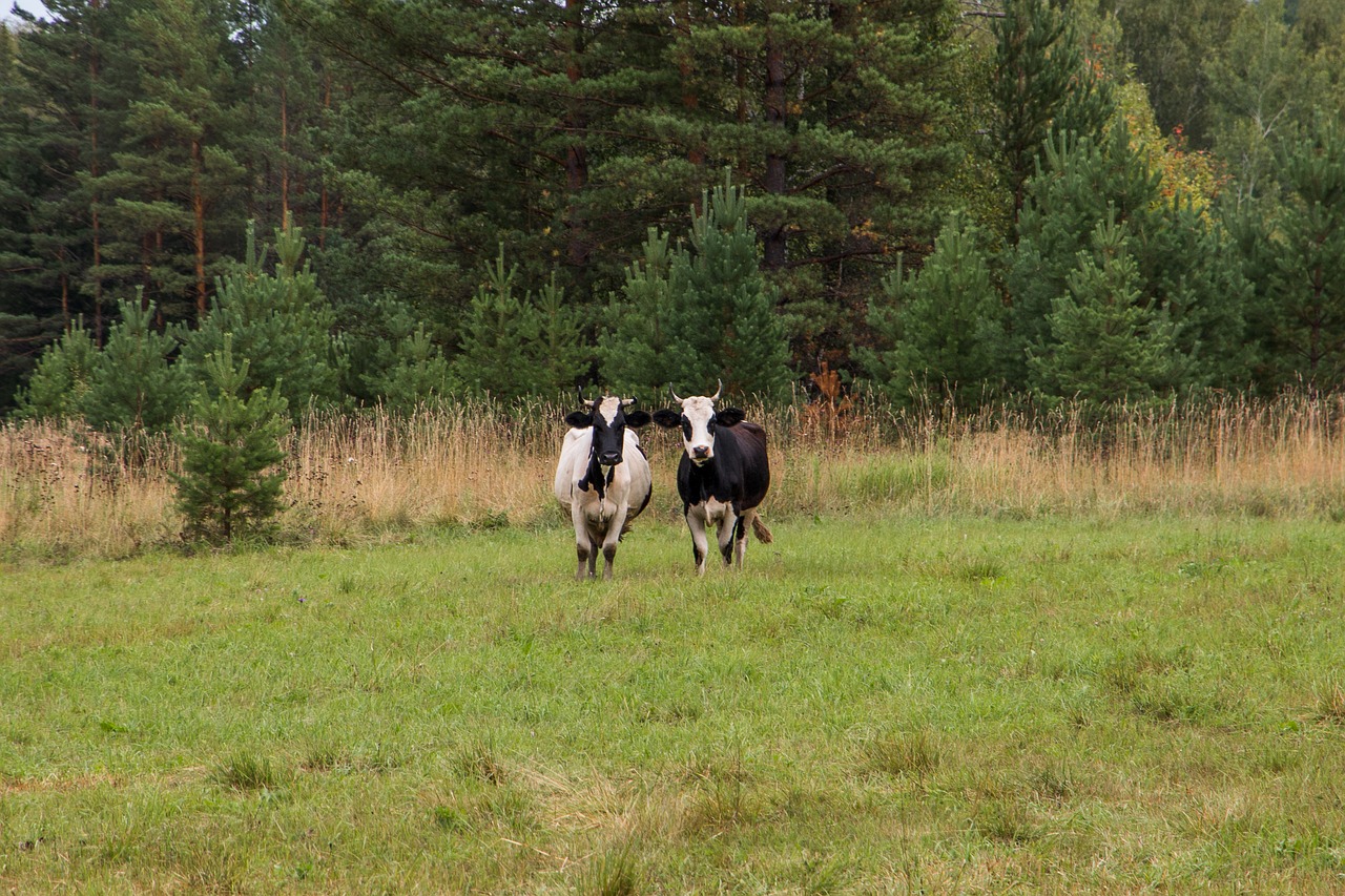 cows  two  animal free photo