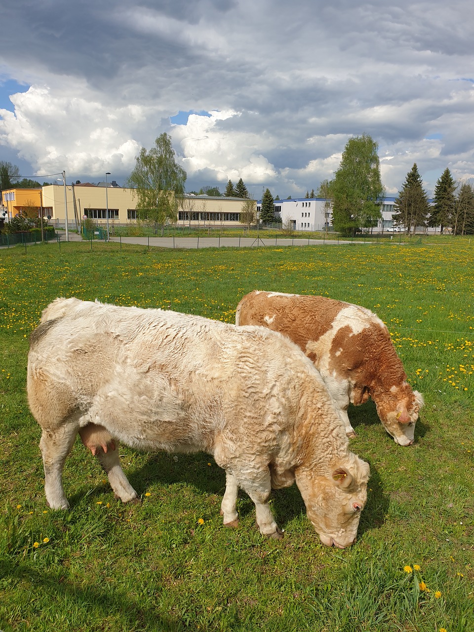 cows  pasture  brown free photo