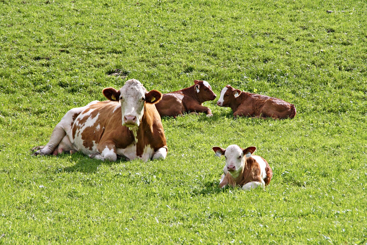cows  calves  agriculture free photo