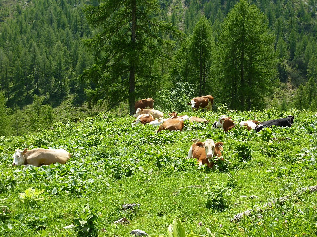 cows alm rest free photo