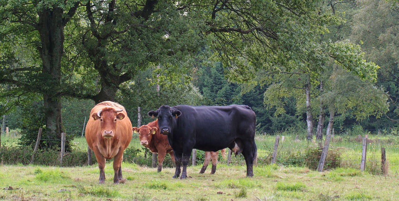 cows cattle nature free photo