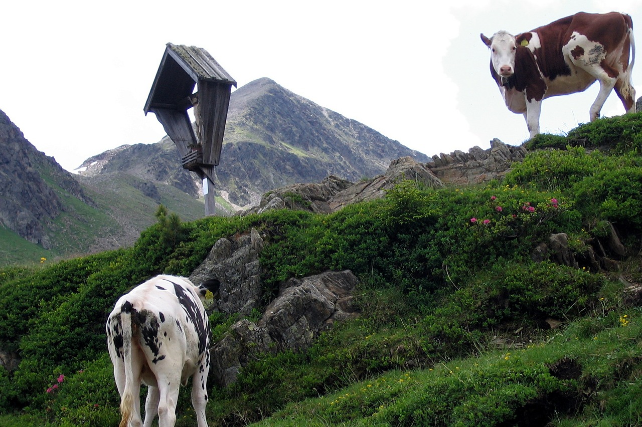 cows wayside cross alm free photo