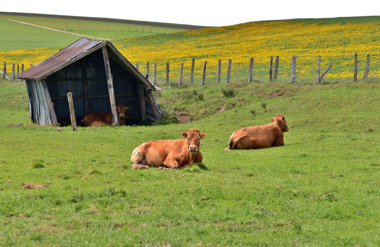 cows  pasture  shed free photo