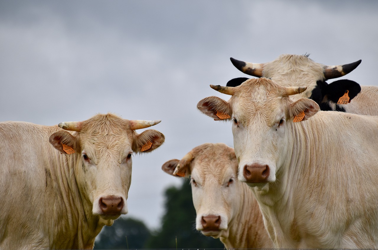 cows  milk cows  horned cows free photo