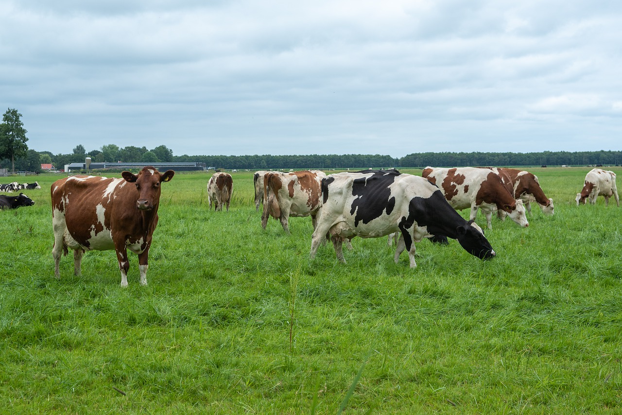 cows  landscape  farm free photo