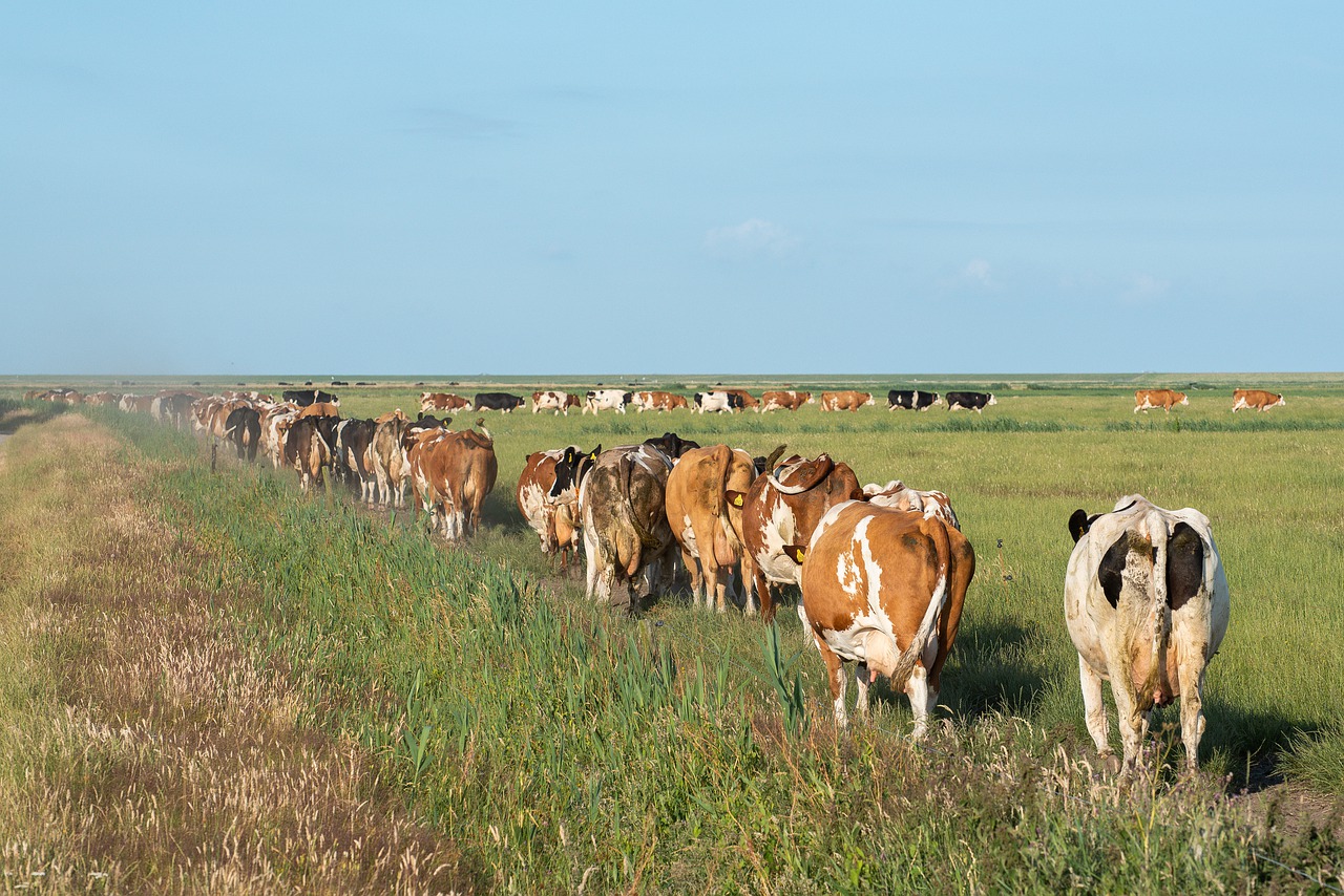 cows  nature  agriculture free photo