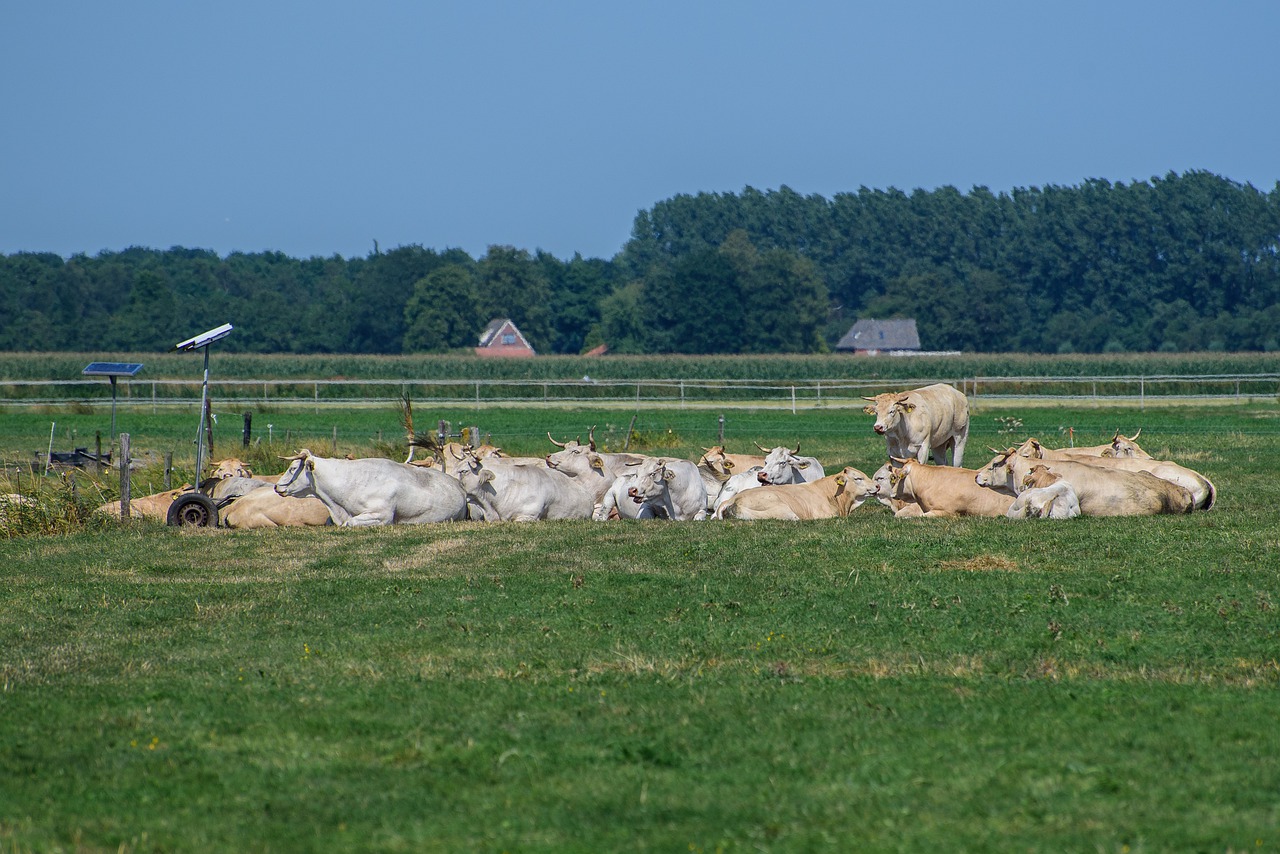 cows  grass  nature free photo