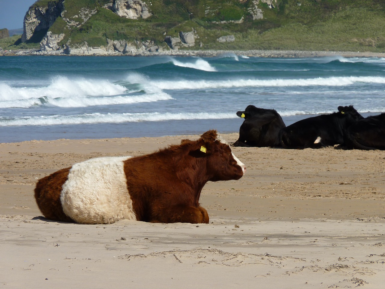 cows beach sea free photo