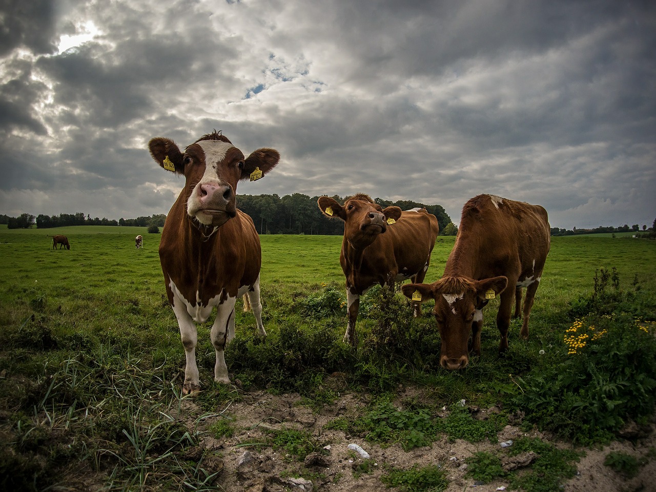 cows meadow mammals free photo